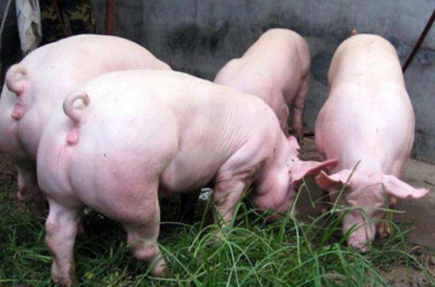 8月21日，國務(wù)院常務(wù)會議指出“地方要立即取消超出法律法規(guī)的生豬禁養(yǎng)、限養(yǎng)規(guī)定”