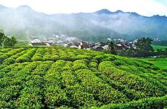 9月2日，財(cái)政部、稅務(wù)總局發(fā)布了關(guān)于繼續(xù)執(zhí)行邊銷(xiāo)茶增值稅政策的公告